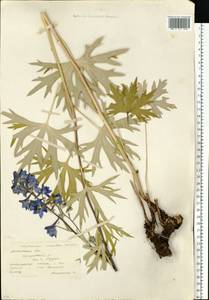 Delphinium cuneatum Stev. ex DC., Eastern Europe, Moscow region (E4a) (Russia)