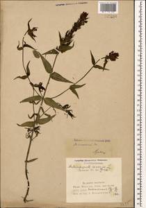 Melampyrum caucasicum Bunge, Caucasus, Azerbaijan (K6) (Azerbaijan)