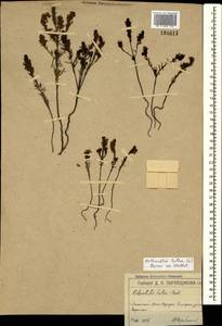 Odontites luteus (L.) Clairv., Crimea (KRYM) (Russia)