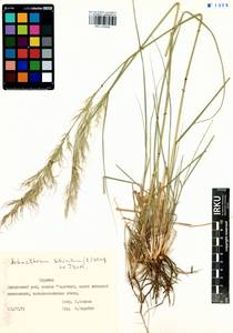 Achnatherum sibiricum (L.) Keng ex Tzvelev, Siberia, Baikal & Transbaikal region (S4) (Russia)