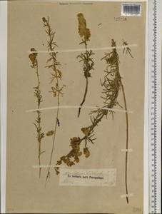 Aconitum anthoroideum DC., Siberia, Altai & Sayany Mountains (S2) (Russia)