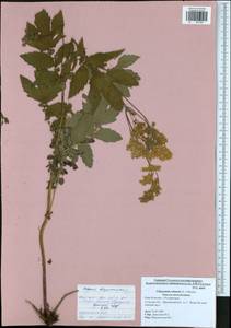 Filipendula ulmaria (L.) Maxim., Eastern Europe, Central region (E4) (Russia)