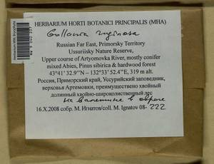 Gollania ruginosa (Mitt.) Broth., Bryophytes, Bryophytes - Russian Far East (excl. Chukotka & Kamchatka) (B20) (Russia)