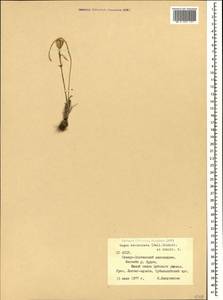 Gagea reticulata (Pall.) Schult. & Schult.f., Caucasus, North Ossetia, Ingushetia & Chechnya (K1c) (Russia)