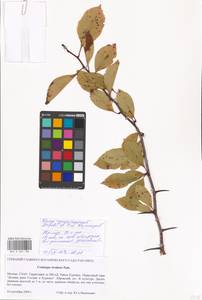 Crataegus rivularis Nutt. ex Torr. & A. Gray, Eastern Europe, Moscow region (E4a) (Russia)