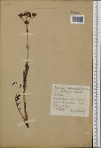 Patrinia intermedia (Hornem.) Roem. & Schult., Siberia, Altai & Sayany Mountains (S2) (Russia)