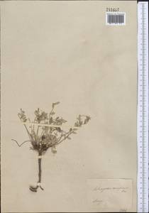 Astragalus salsugineus Kar. & Kir., Middle Asia, Muyunkumy, Balkhash & Betpak-Dala (M9) (Kazakhstan)