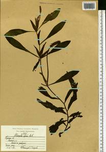 Potamogeton alpinus Balb., Eastern Europe, Central region (E4) (Russia)