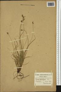 Carex pilulifera L., Western Europe (EUR) (Belgium)