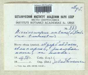 Ricciocarpos natans (L.) Corda, Bryophytes, Bryophytes - Transcaucasia (B13) (Azerbaijan)