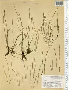 Equisetum variegatum Schleich. ex F. Weber & D. Mohr, Siberia, Russian Far East (S6) (Russia)