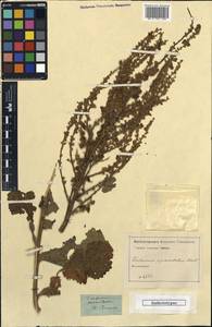 Verbascum pyramidatum M. Bieb., Caucasus (no precise locality) (K0)