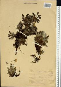 Dryas octopetala subsp. oxyodonta (Juz.) Hultén, Middle Asia, Dzungarian Alatau & Tarbagatai (M5) (Kazakhstan)