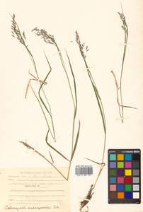 Calamagrostis deschampsioides Trin., Siberia, Russian Far East (S6) (Russia)