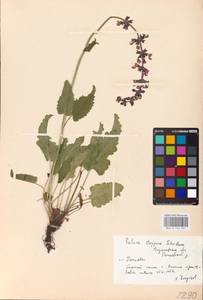 MHA 0 156 361, Salvia dumetorum Andrz. ex Besser, Eastern Europe, Central forest-and-steppe region (E6) (Russia)