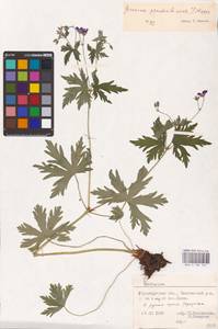 Geranium pseudosibiricum J. Mayer, Eastern Europe, Eastern region (E10) (Russia)