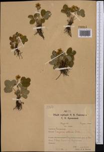 Fragaria viridis Duchesne, Middle Asia, Northern & Central Kazakhstan (M10) (Kazakhstan)