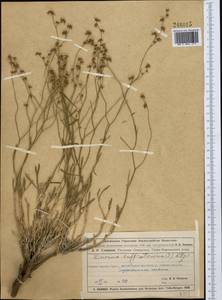 Limonium suffruticosum (L.) Kuntze, Middle Asia, Muyunkumy, Balkhash & Betpak-Dala (M9) (Kazakhstan)