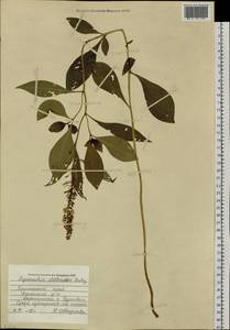 Lysimachia clethroides Duby, Siberia, Russian Far East (S6) (Russia)