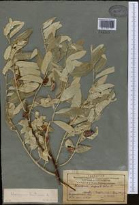 Elaeagnus angustifolia subsp. orientalis (L.) Soják, Middle Asia, Northern & Central Tian Shan (M4) (Kazakhstan)