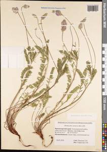 Onobrychis arenaria subsp. miniata (Steven)P.W.Ball, Caucasus, Black Sea Shore (from Novorossiysk to Adler) (K3) (Russia)