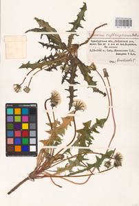 Taraxacum erythrospermum Andrz. ex Besser, Eastern Europe, Eastern region (E10) (Russia)