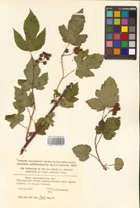 Rubus crataegifolius Bunge, Siberia, Russian Far East (S6) (Russia)