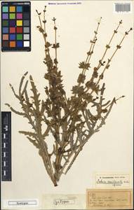 Salvia ceratophylla L., South Asia, South Asia (Asia outside ex-Soviet states and Mongolia) (ASIA) (Afghanistan)