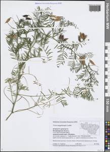 Vicia megalotropis Ledeb., Eastern Europe, Central region (E4) (Russia)