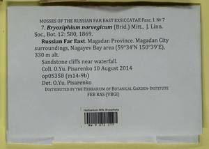 Bryoxiphium norvegicum (Brid.) Mitt., Bryophytes, Bryophytes - Chukotka & Kamchatka (B21) (Russia)