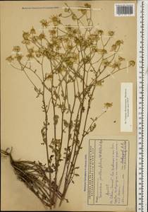 Tanacetum partheniifolium (Willd.) Sch. Bip., Caucasus, Armenia (K5) (Armenia)