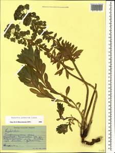 Euphorbia glaberrima K.Koch, Caucasus, Stavropol Krai, Karachay-Cherkessia & Kabardino-Balkaria (K1b) (Russia)
