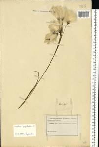 Eriophorum angustifolium Honck., Eastern Europe, South Ukrainian region (E12) (Ukraine)