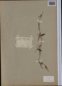 Lathyrus cicera L., Western Europe (EUR) (Italy)