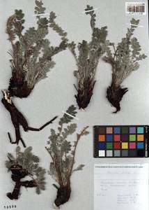 Potentilla sericea L., Siberia, Altai & Sayany Mountains (S2) (Russia)