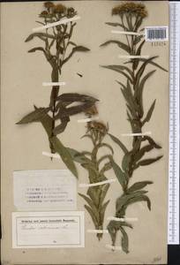 Pentanema salicinum (L.) D. Gut. Larr., Santos-Vicente, Anderb., E. Rico & M. M. Mart. Ort., Siberia (no precise locality) (S0) (Russia)