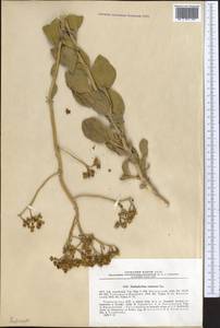 Haplophyllum robustum Bunge, Middle Asia, Karakum (M6) (Turkmenistan)