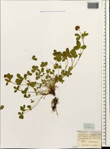 Trifolium badium subsp. rytidosemium (Boiss. & Hohen.) M.Hossain, Caucasus, Krasnodar Krai & Adygea (K1a) (Russia)