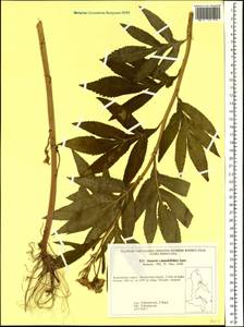 Jacobaea cannabifolia (Less.) E. Wiebe, Siberia, Chukotka & Kamchatka (S7) (Russia)