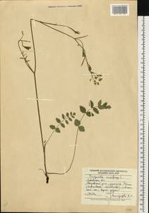 Pimpinella saxifraga L., Eastern Europe, West Ukrainian region (E13) (Ukraine)
