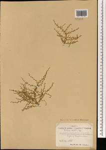 Grubovia dasyphylla (Fisch. & C. A. Mey.) Freitag & G. Kadereit, Mongolia (MONG) (Mongolia)