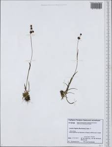 Luzula multiflora subsp. frigida (Buch.) V.I. Krecz., Siberia, Western Siberia (S1) (Russia)
