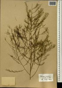 Asparagus africanus Lam., Africa (AFR) (Mali)