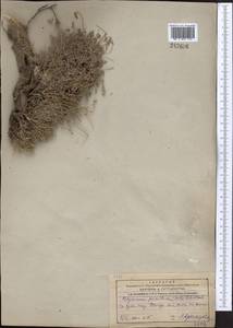 Hedysarum poncinsii Franch., Middle Asia, Western Tian Shan & Karatau (M3) (Kazakhstan)