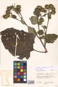 Arctium tomentosum Mill., Eastern Europe, Moscow region (E4a) (Russia)