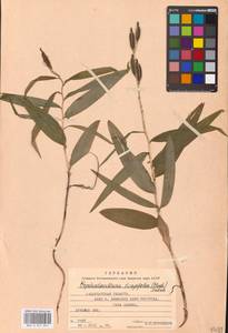 Cephalanthera longifolia (L.) Fritsch, Eastern Europe, West Ukrainian region (E13) (Ukraine)