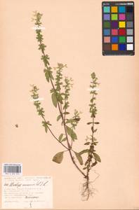 Stachys annua (L.) L., Eastern Europe, Moscow region (E4a) (Russia)