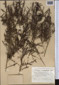 Suaeda microphylla (C. A. Mey.) Pall., Middle Asia, Muyunkumy, Balkhash & Betpak-Dala (M9) (Kazakhstan)