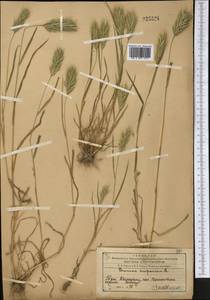 Bromus scoparius L., Middle Asia, Western Tian Shan & Karatau (M3) (Kazakhstan)