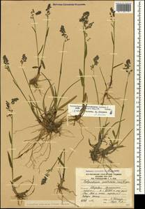 Paracolpodium colchicum (Albov) Tzvelev, Caucasus, South Ossetia (K4b) (South Ossetia)